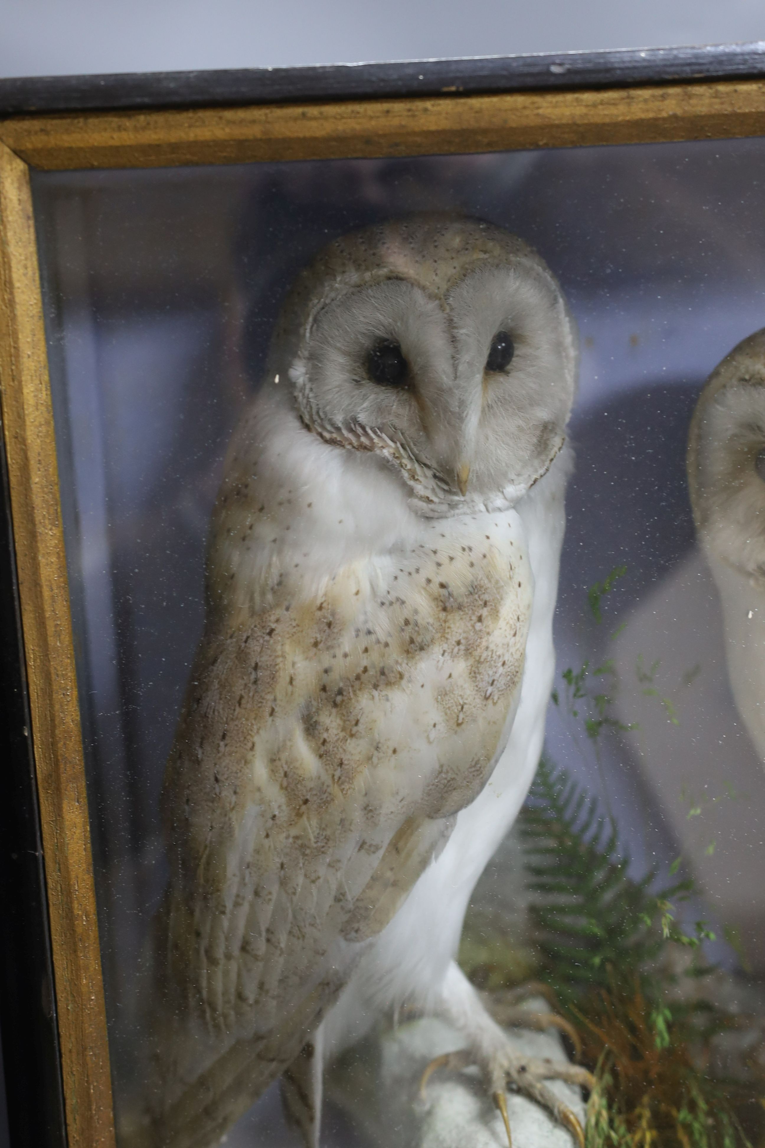 A pair of taxidermic perched Barn Owls, together with a Jay amongst terrain in wooden glazed case - 62.5cm tall